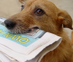 Articles on Dog Training and Behaviour