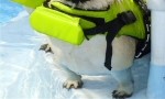 Pugs Swimming