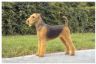Airedale Puzzle