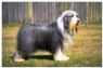 Bearded Collie Puzzle
